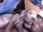 Cuccioli cane Corso - Foto n. 3