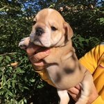 Cuccioli Femmina Bulldog Inglese