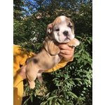 Cuccioli Femmina Bulldog Inglese - Foto n. 2