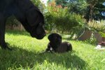 Cuccioli cane Corso - Foto n. 5