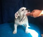 Cucciolo Bulldog Inglese