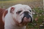 Cuccioli Bulldog Inglese con Pedigree - Foto n. 2