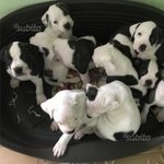 Meravigliosi Cuccioli di American Bulldog - Foto n. 2