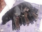 Labradors Cucciolata nera e Chocolate Disponibile - Foto n. 1