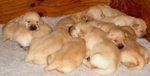 Cucciole di Labrador Retriever Miele