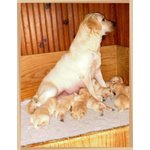 Cucciole di Labrador Retriever Miele - Foto n. 6