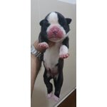 Cuccioli di Boxer alta Genealogia - Foto n. 2