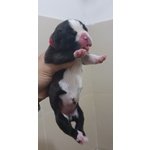 Cuccioli di Boxer alta Genealogia - Foto n. 3