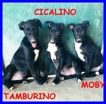 Tamburello Cicalino moby Cuccioli 4 mesi Abbandonati in Campagna