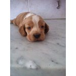 Cuccioli di Cocker Spaniel Inglese - Foto n. 2