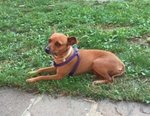 Ragu’, Adozione del Cuore!!!! Pinscher 6 kg per 3 Anni, Un’odissea Senza Fine, Cerca Casa