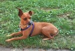 Ragu’, Adozione del Cuore!!!! Pinscher 6 kg per 3 Anni, Un’odissea Senza Fine, Cerca Casa - Foto n. 4