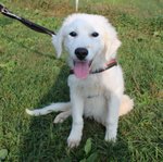 Fiocco, Splendido Cucciolo, Incrocio Golden/maremmano, in Gabbia da 1 Mese, Cerca Casa - Foto n. 1