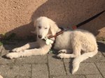 Fiocco, Splendido Cucciolo, Incrocio Golden/maremmano, in Gabbia da 1 Mese, Cerca Casa - Foto n. 3