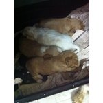 Cuccioli di Cocker Spaniel Inglese - Foto n. 6