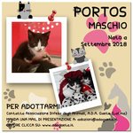 Stupendi Gattini Bianchi e Neri: Athos e Portos - Foto n. 8