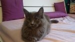 Cuccioli di Maine Coon - Foto n. 7