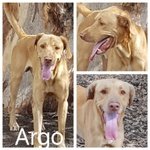 Argo splendido Bracco