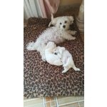 Vendo Cuccioli di Maltese