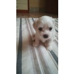 Vendo Cuccioli di Maltese - Foto n. 2