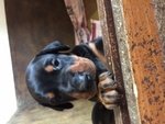 Cucciolata Dobermann alta Genealogia - Foto n. 1