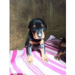 Cucciolata Dobermann alta Genealogia - Foto n. 2