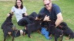 Cuccioli di Rottweiler alta Genealogia