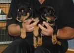 Cuccioli di Rottweiler alta Genealogia - Foto n. 3