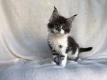 Bellissimi Cuccioli di Maine Coon - Foto n. 1