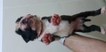 Cuccioli Boxer Pedigree enci alta Genealogia