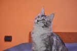 Cuccioli di Maine Coon - Foto n. 1