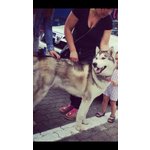 Siberian Husky Maschio con Pedegree per Monta - Foto n. 3