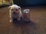 Cuccioli Maltese