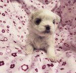 Cuccioli Maltese - Foto n. 2