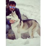 Siberian Husky Maschio con Pedegree per Monta - Foto n. 4