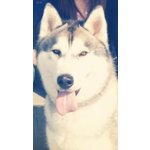 Siberian Husky Maschio con Pedegree per Monta