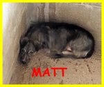 Matt Disperato fa una pena Infinita Merita una Possbilità - Foto n. 1