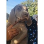 Cuccioli Weimaraner Pronti Ritiro