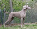 Cuccioli Weimaraner Pronti Ritiro - Foto n. 6