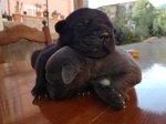 Cuccioli cane Corso