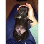 Cuccioli cane Corso - Foto n. 3