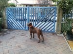Cuccioli cane Corso - Foto n. 5
