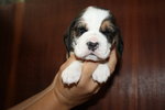 Beagle con Pedigree Esenti gene mls (genitori Testati)