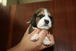 Beagle con Pedigree Esenti gene mls (genitori Testati) - Foto n. 2