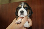 Beagle con Pedigree Esenti gene mls (genitori Testati) - Foto n. 4