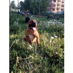 Pitbull di 13 Mesi