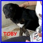 Toby Cucciolone Molossetto Coccolone Abbandonato con il Collare Addosso