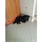 Cucciola di Tibetan Spaniel - Foto n. 2