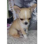 I miei Cuccioli di Chihuahua