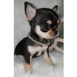 I miei Cuccioli di Chihuahua - Foto n. 3